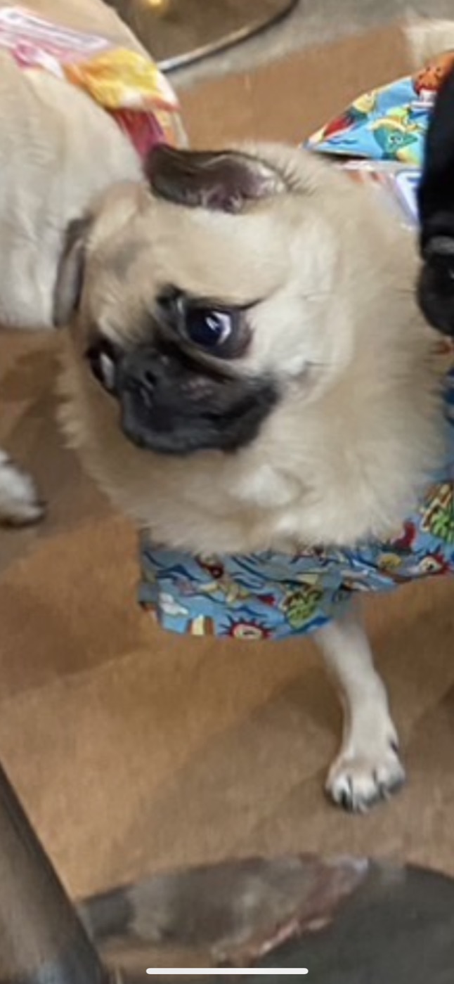パグの写真