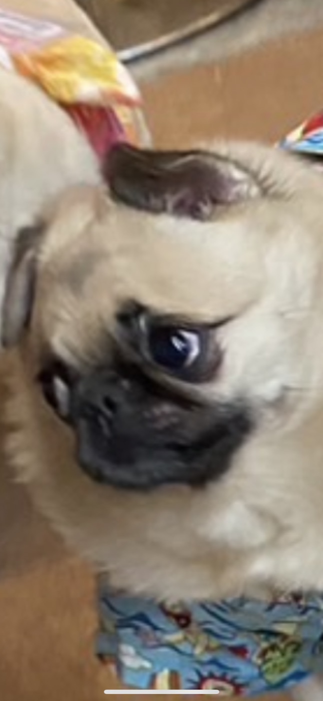 パグの写真